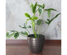 Philodendron Fun Bun