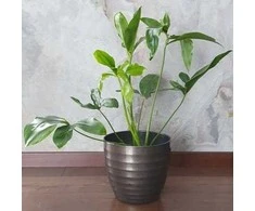 Philodendron Fun Bun