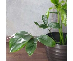 Philodendron Fun Bun