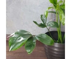Philodendron Fun Bun