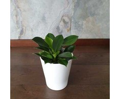 Philodendron Žalias Princess