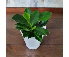 Philodendron Žalias Princess