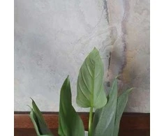 Philodendron hastatum Sidabrinis Queen