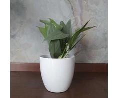 Philodendron hastatum Sidabrinis Queen