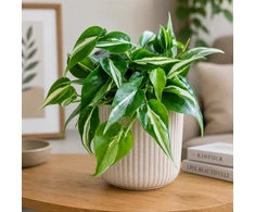 Philodendron hederaceum Rio