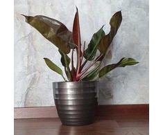 Philodendron Imperial Raudona