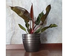 Philodendron Imperial Raudona