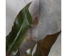 Philodendron Imperial Raudona