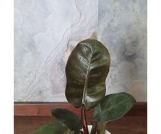 Philodendron Juodas Cardinal