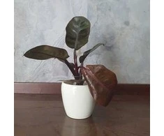 Philodendron Juodas Cardinal