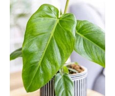 Philodendron maximum