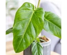 Philodendron maximum