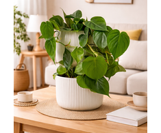 Philodendron scandens