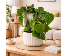 Philodendron scandens