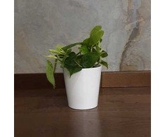 Philodendron scandens