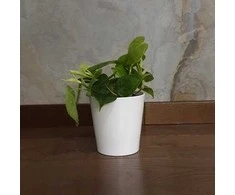 Philodendron scandens