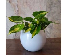 Philodendron scandens Brasil