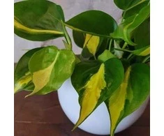 Philodendron scandens Brasil
