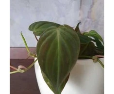 Philodendron scandens Micans