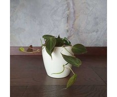 Philodendron scandens Micans