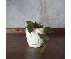 Philodendron scandens Micans