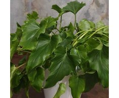 Philodendron selloum Hope