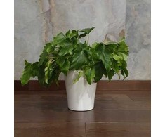 Philodendron selloum Hope