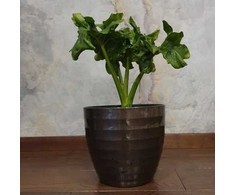 Philodendron selloum Super Atom