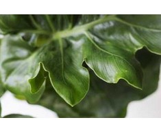 Philodendron selloum Super Atom