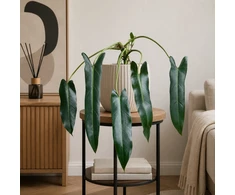 Philodendron spiritus-sancti