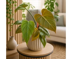 Philodendron Summer Glory