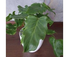Philodendron Xanadu