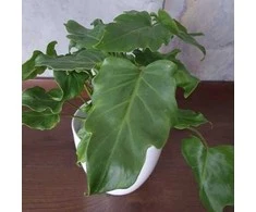 Philodendron Xanadu