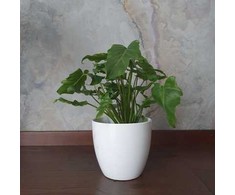 Philodendron Xanadu
