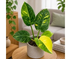 Philodendron Žalias Congo