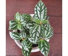 Pilea Cadierei