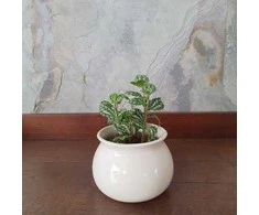 Pilea Cadierei