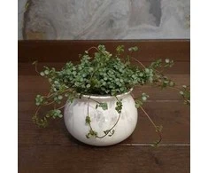 Pilea glaucophylla