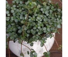 Pilea glaucophylla