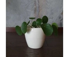 Pilea peperomioides