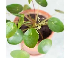 Pilea peperomioides