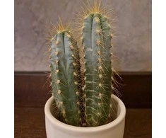 Pilosocereus azureus