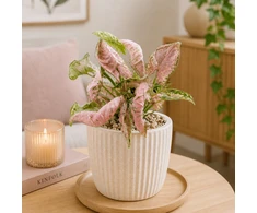 Pink Syngonium Rožinė Rolli