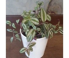 Pink Tradescantia Rožinė Joy