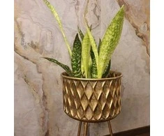 Sansevieria aubrytiana Dragon