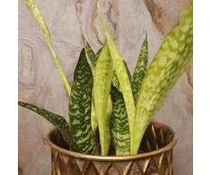 Sansevieria aubrytiana Dragon
