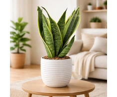 Sansevieria Canary