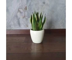 Sansevieria Canary