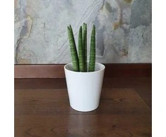 Sansevieria cylindrica Straight