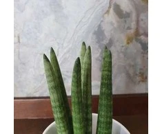 Sansevieria cylindrica Straight